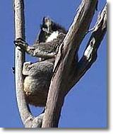 OZe Wildlife - Lightning Ridge Tourism 2