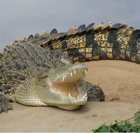 Dundee's Wildlife Park - Lightning Ridge Tourism
