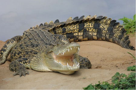 Dundee's Wildlife Park - Lightning Ridge Tourism 0