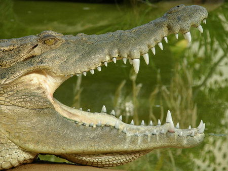 Dundee's Wildlife Park - Lightning Ridge Tourism 1