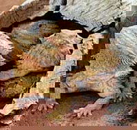 Alice Springs Reptile Centre - Lightning Ridge Tourism