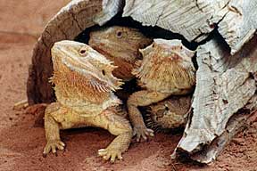 Alice Springs Reptile Centre - Lightning Ridge Tourism 0