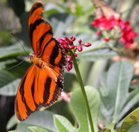 Butterfly Farm - Lightning Ridge Tourism