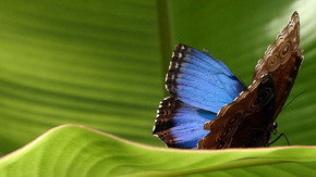 Butterfly Farm - Lightning Ridge Tourism 3