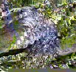 Koala Conservation Centre - Lightning Ridge Tourism