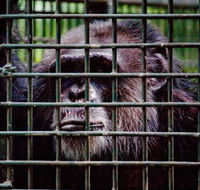 Rockhampton Zoo - Lightning Ridge Tourism