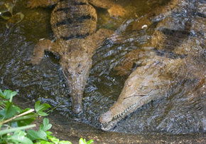 Rockhampton Zoo - Lightning Ridge Tourism 1
