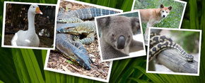 Rockhampton Zoo - Lightning Ridge Tourism 2