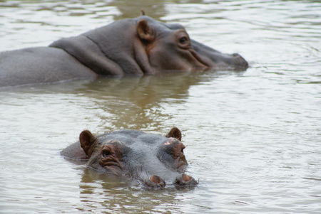 Cairns Wildlife Safari Reserve - Lightning Ridge Tourism 2