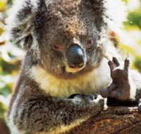 Gorge Wildlife Park - Lightning Ridge Tourism