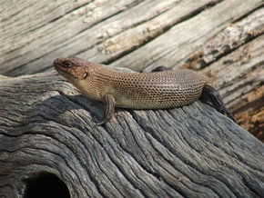 Kyabram Fauna Park - Lightning Ridge Tourism 2