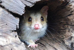 Kyabram Fauna Park - Lightning Ridge Tourism 3