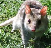 Urimbirra Wildlife Park - Lightning Ridge Tourism