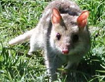 Urimbirra Wildlife Park - Lightning Ridge Tourism 0