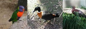 Urimbirra Wildlife Park - Lightning Ridge Tourism 2