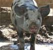 Wagga Wagga Zoo - Lightning Ridge Tourism