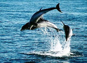 Polperro Dolphin Swims - Lightning Ridge Tourism 1