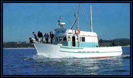 Polperro Dolphin Swims - Lightning Ridge Tourism 2