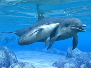 Polperro Dolphin Swims - Lightning Ridge Tourism 3