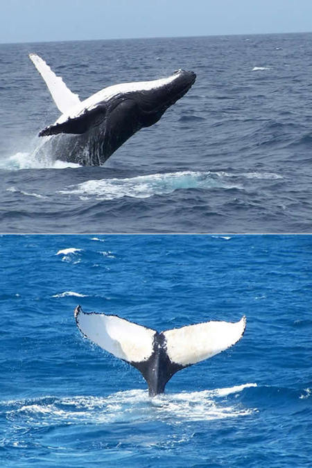 Mills Charters Fishing And Whale Watch Cruises - Lightning Ridge Tourism 3