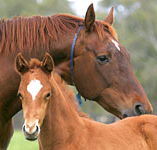 Blue Gum Farm - Lightning Ridge Tourism