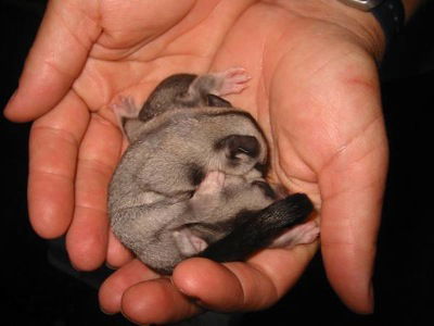  Lightning Ridge Tourism