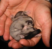 Cool Companions - Lightning Ridge Tourism