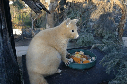Caversham Wildlife Park - Lightning Ridge Tourism 1
