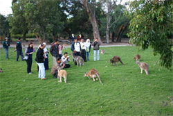 Caversham Wildlife Park - Lightning Ridge Tourism 2