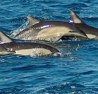 Dolphin Swim Australia - Lightning Ridge Tourism