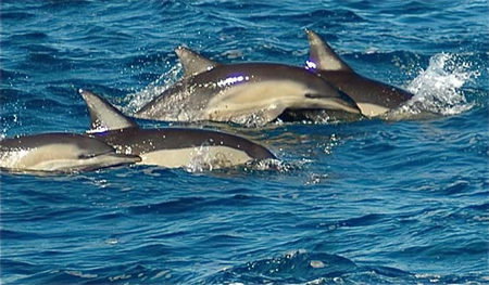 Dolphin Swim Australia - Lightning Ridge Tourism 0