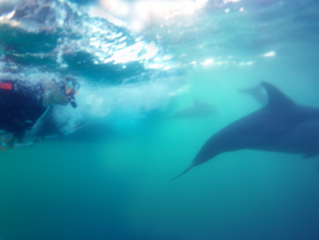 Dolphin Swim Australia - Lightning Ridge Tourism 2