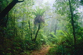 Lamington National Park QLD Lightning Ridge Tourism
