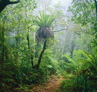 Lamington National Park and OReillys - Lightning Ridge Tourism