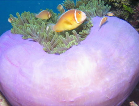 Silver Swift - Lightning Ridge Tourism 1