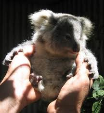 Koala Park Sanctuary - Lightning Ridge Tourism 1