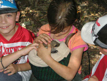 Koala Park Sanctuary - Lightning Ridge Tourism 3
