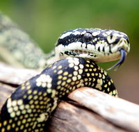 Reptile Encounters - Lightning Ridge Tourism