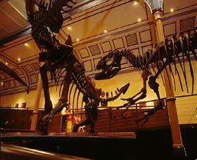 Australian Museum - Lightning Ridge Tourism 1
