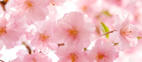 Sakura Day Spa - Lightning Ridge Tourism 1