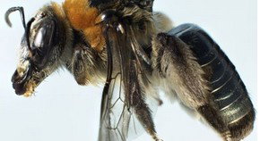 Western Australian Museum - Lightning Ridge Tourism 0