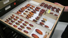 Western Australian Museum - Lightning Ridge Tourism 1