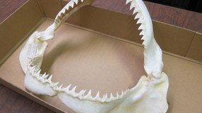 Western Australian Museum - Lightning Ridge Tourism 2