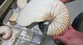 Western Australian Museum - Lightning Ridge Tourism 3