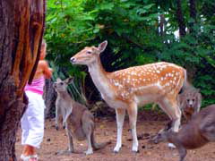 Birdland Animal Park - Lightning Ridge Tourism 4