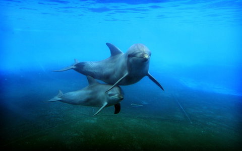 Dolphin Marine Magic - Lightning Ridge Tourism 4