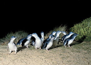 Phillip Island Penguin Parade - Lightning Ridge Tourism 3