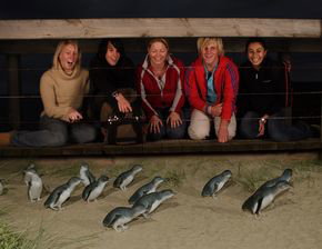 Phillip Island Penguin Parade - Lightning Ridge Tourism 4