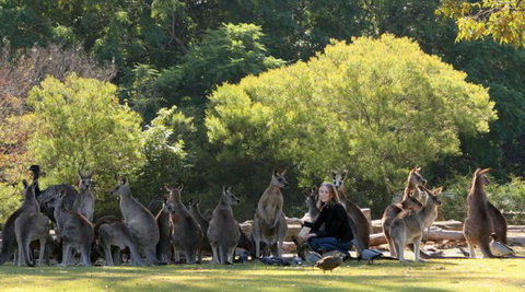 Lone Pine Koala Sanctuary - Lightning Ridge Tourism 1