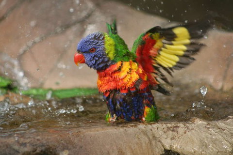 Lone Pine Koala Sanctuary - Lightning Ridge Tourism 5